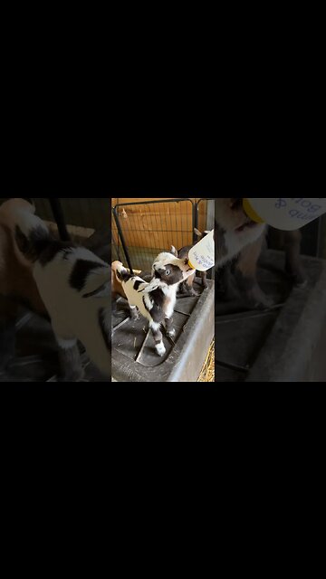 We have been a little busy here… #shorts #homestead