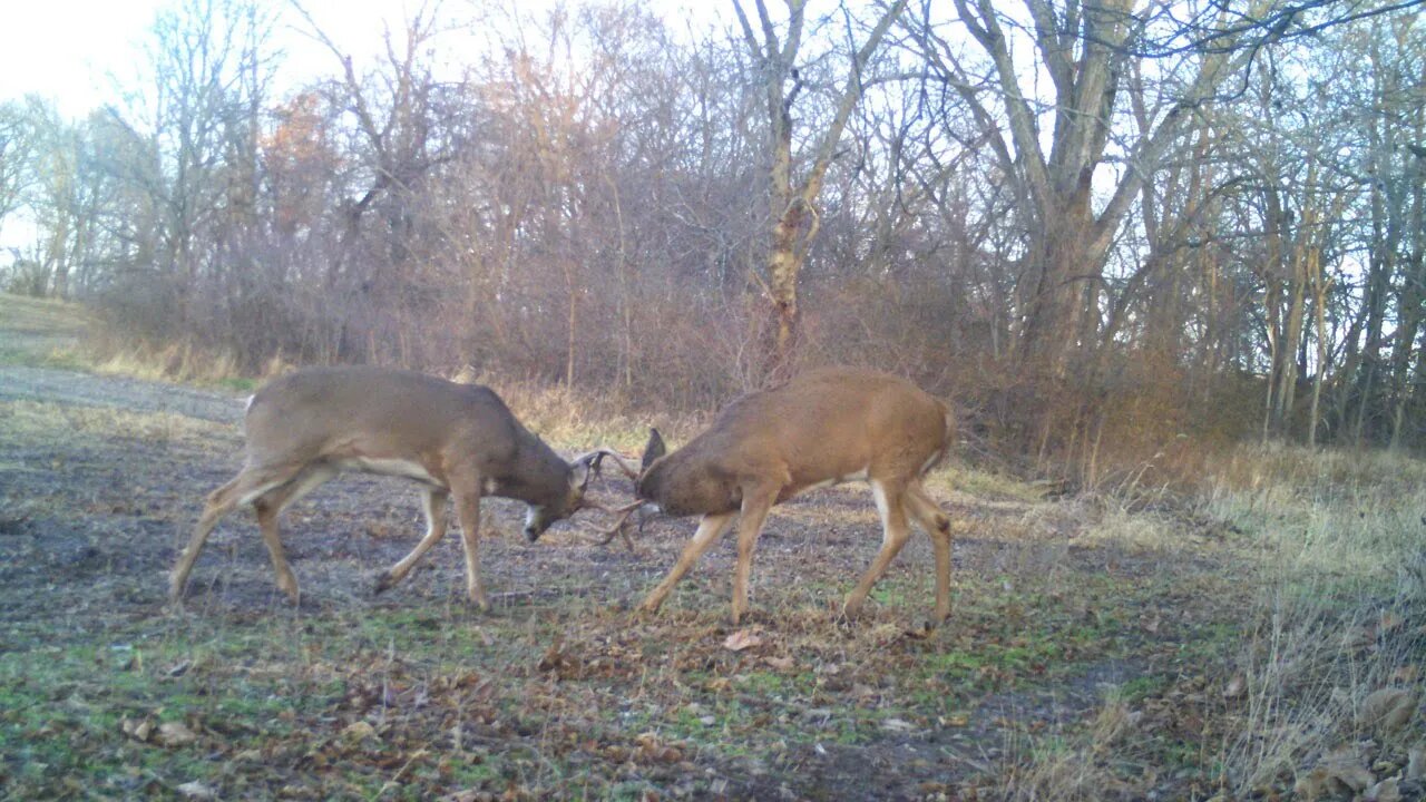 Nebraska Rut Madness | Land of Whitetail