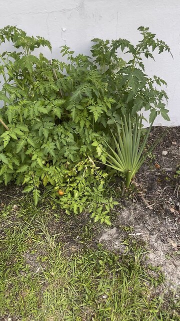 🧑‍🌾Variety Garden🪴🧑‍🌾