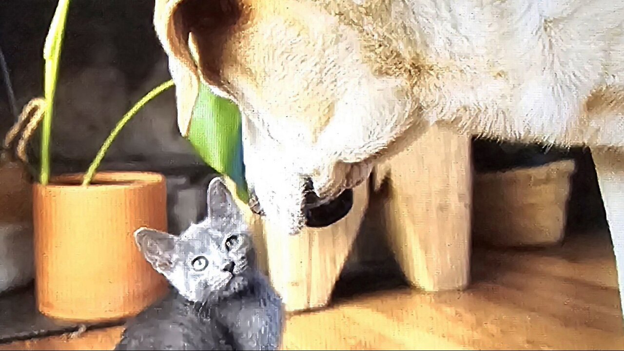 "Funny Furballs: A Compilation of Adorable Animal Antics!"