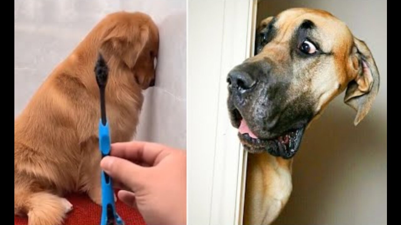 Unbelievable!!! Funny Dog Videos Try Not To Laugh 🦴🐕🐶✔️4