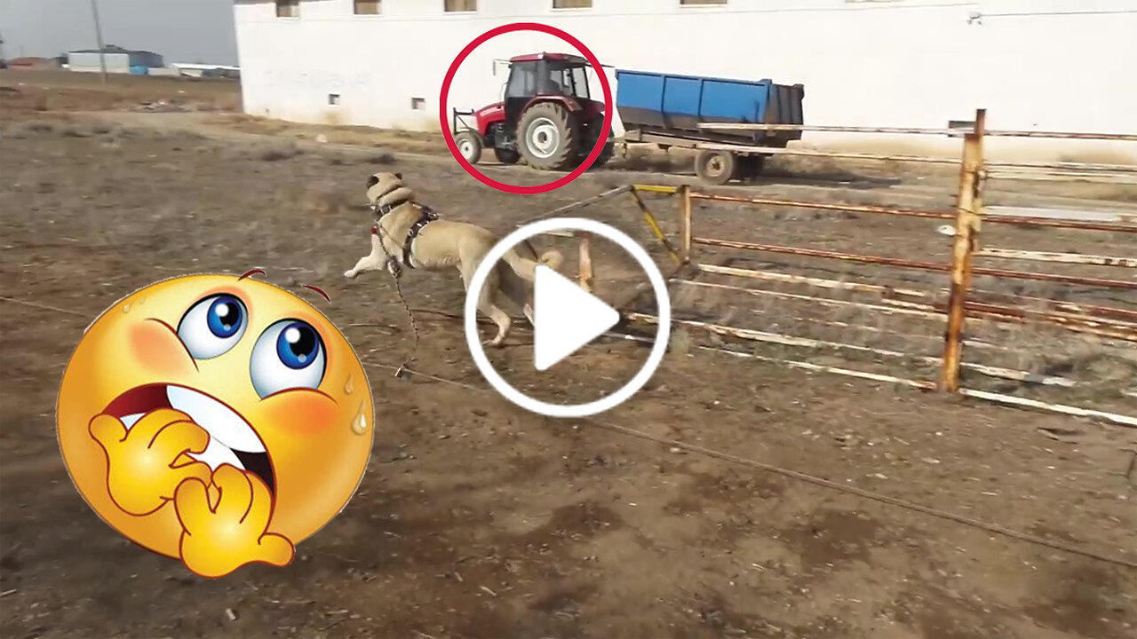 Anatolian Shepherd Dog Tractor Vs