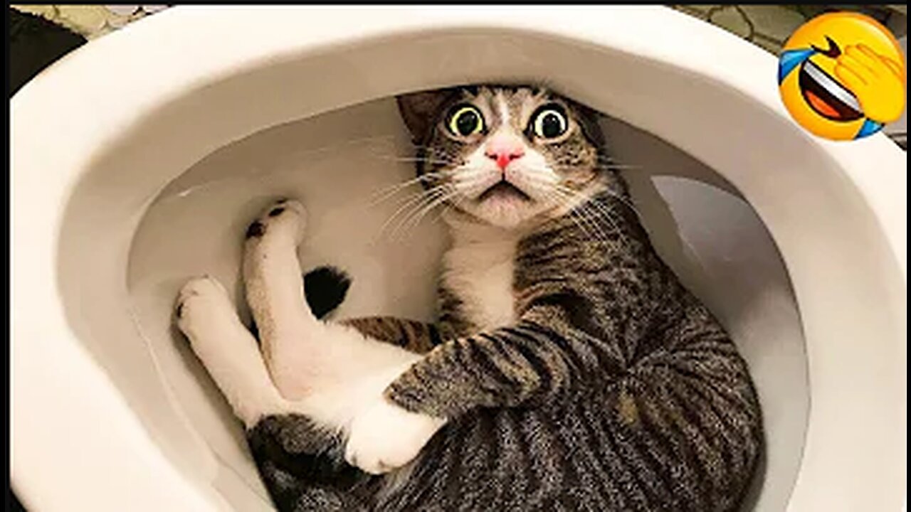 Funniest Animals 😅 New Funny Cats and Dogs Videos 😹🐶