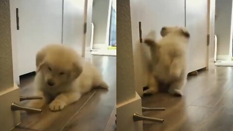 This pup can't handle the door stop | Funny animal 2023