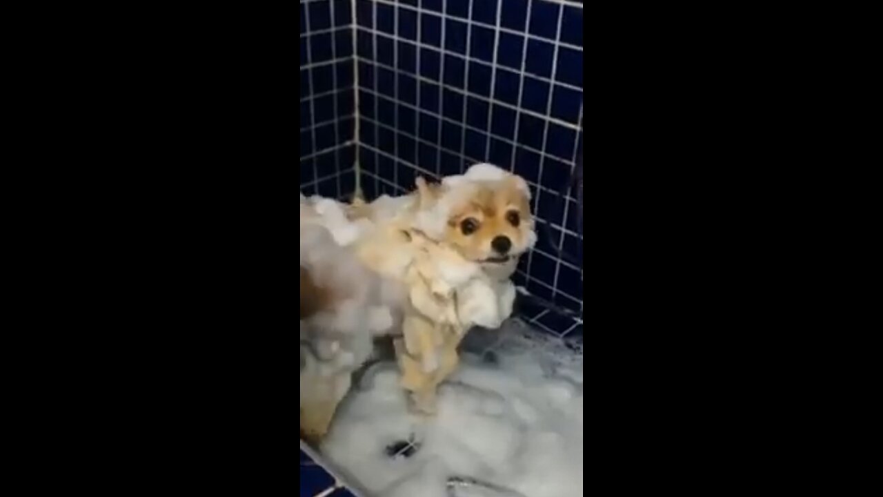 Dog Bath Day 😘 #shorts #cutedog #dog #cutepuppy