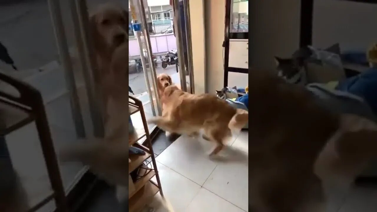 No dog left behind…😜😎🦮🚪