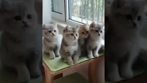 cute cat videos 😹 funny videos 😂 1111 😻 #shorts