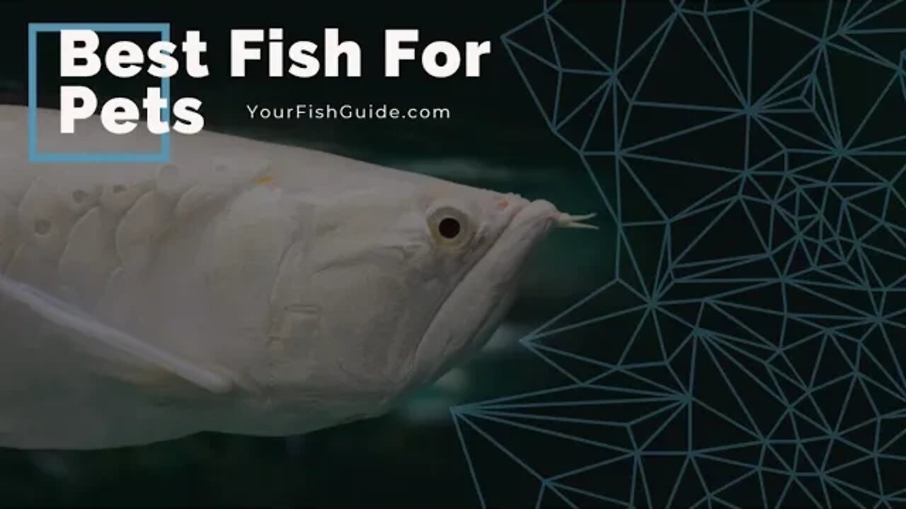 Best Fish For Pets ~ Aquarium Fish For Beginners ~