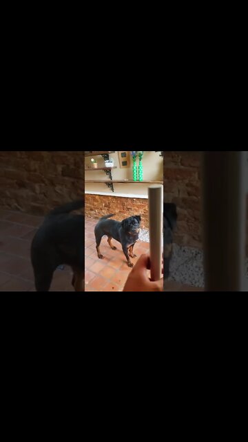 Rottweiler Hands Down Best Butt Wiggle! 👌 #shorts #rottweiler #dogs