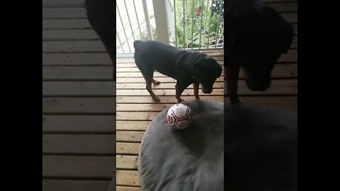Rottweiler Loves Her Ball 💖#Shorts #rottweiler