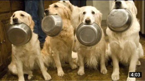 Top 10 Best Trained And Discipline Dogs Videos Compilation 2016
