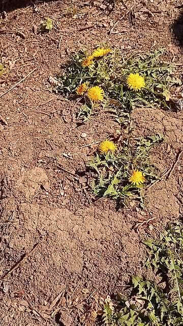 honey bee in my garden