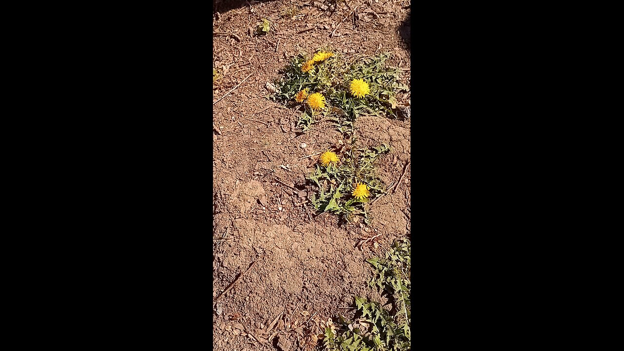 honey bee in my garden