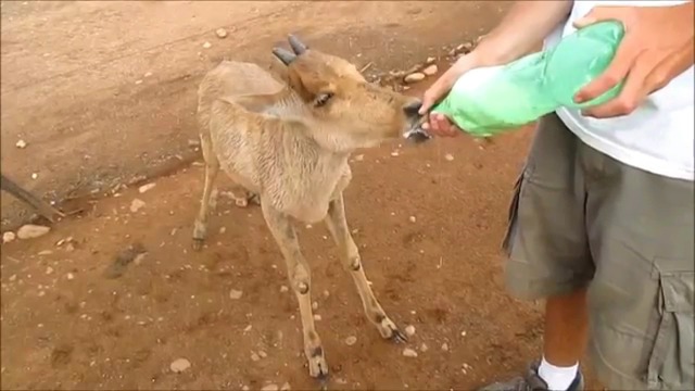 Bottle-feeding a rescued hartebeest