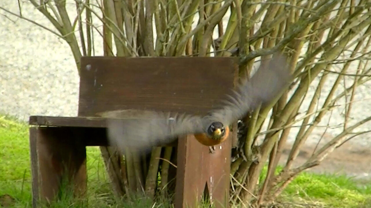 IECV NV #749 - 👀 American Robin 🐦In The Backyard Running Up To Us 2-27-2019