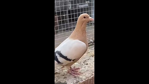 Beautiful pigeons of Pakistan