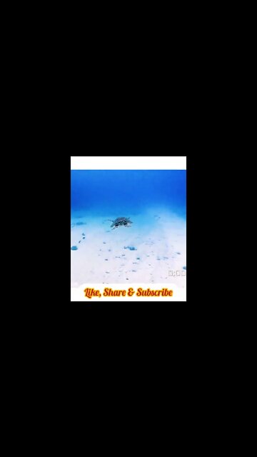 Turtle Swimming In Ocean