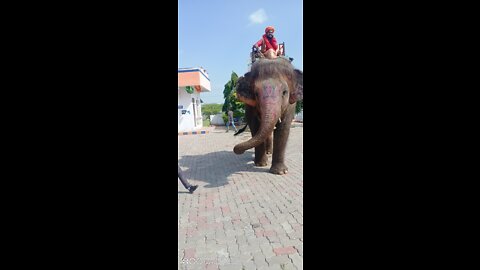 Hathi raaja