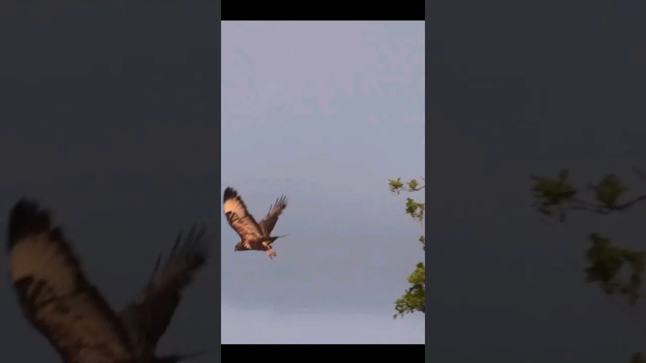 A Buzzard in Somerset. #birds #birdsofprey #animals #wildlife #new #shorts #shortsvideo #shortsfeed