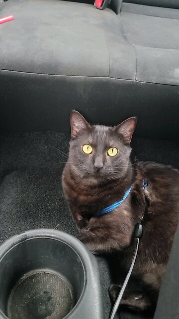 Cat Enjoying a Car Ride