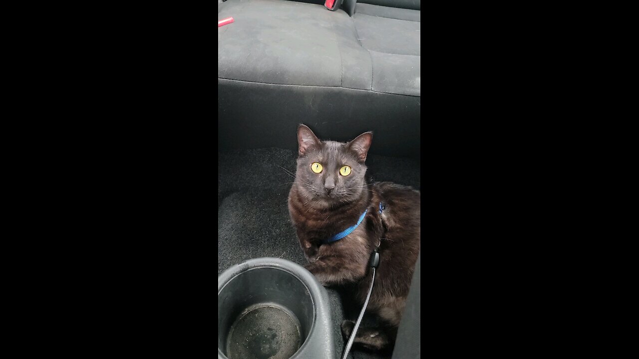 Cat Enjoying a Car Ride