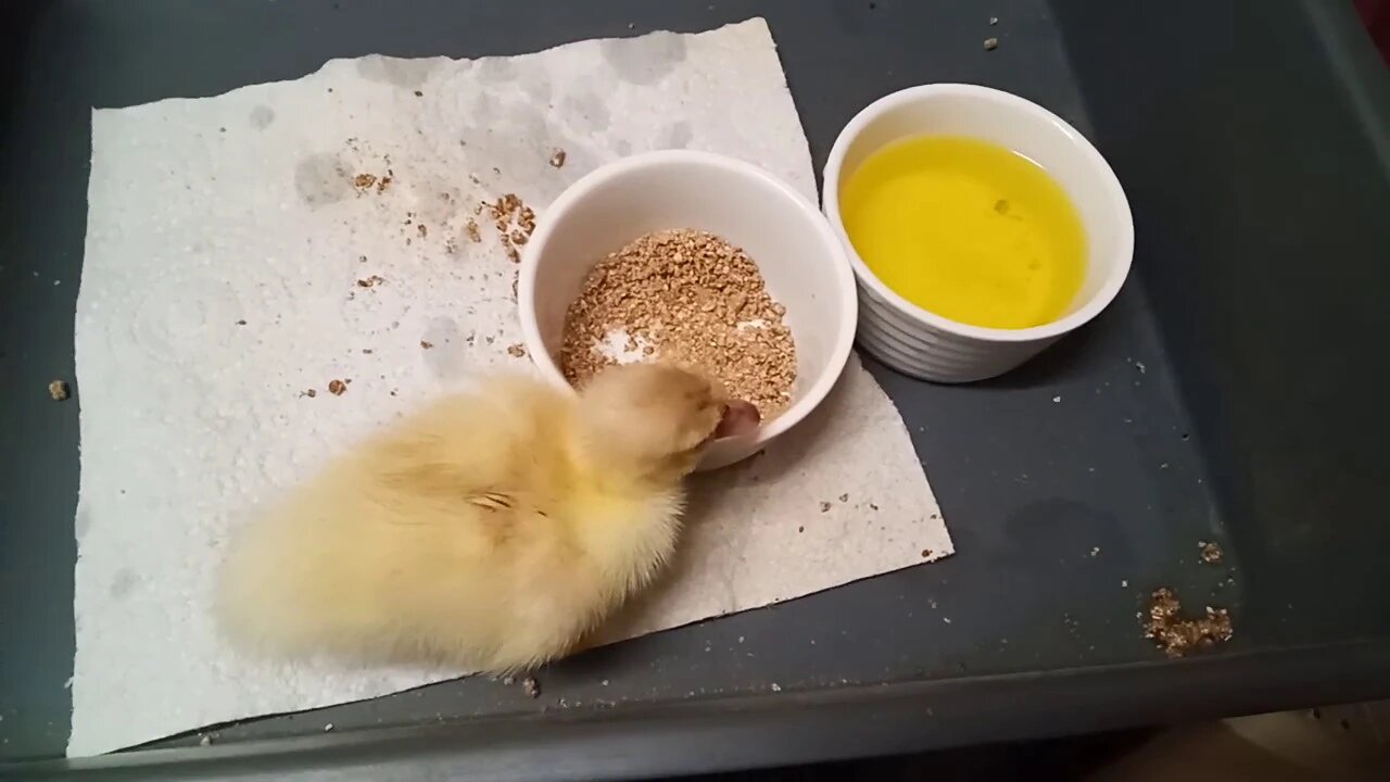 Muscovy Duckling, Eating and Drinking, Sits in it's feed bowl ( Video 5 )