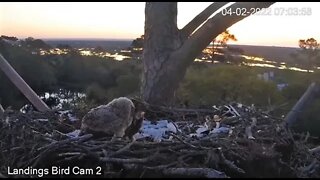 Mom & Owlet Enjoy Breakfast Together 🦉 4/2/22 07:00