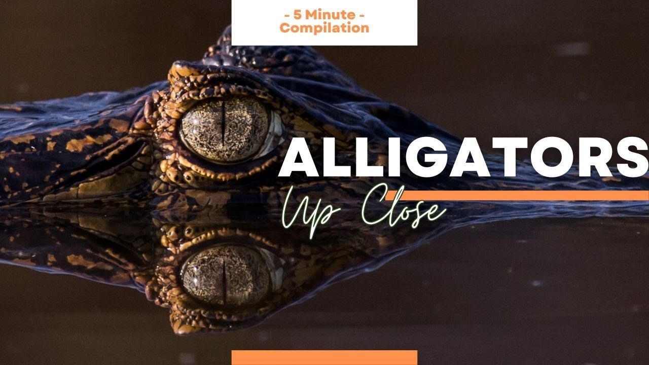 Alligator Video Footage Compilation 🐊 3 Minutes of Clips Safe for Kids of all Ages 🌟