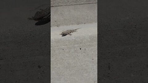 lizard 2