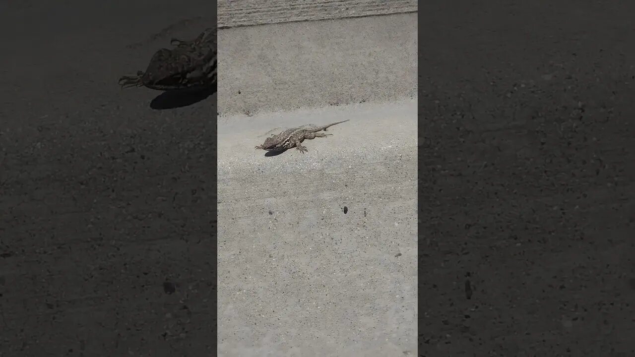lizard 2