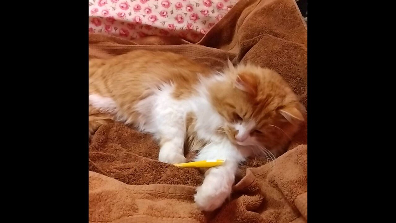 Adorable Kitty plays with a pen!!