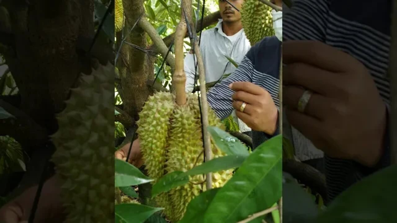 របៀបចងផ្លែទុរេនកុំអោយជ្រុះធ្លាក់ ជាតួនាទីរបស់ម្ចាស់ដែលត្រូវចាត់ចែងវា (វគ្គ03)