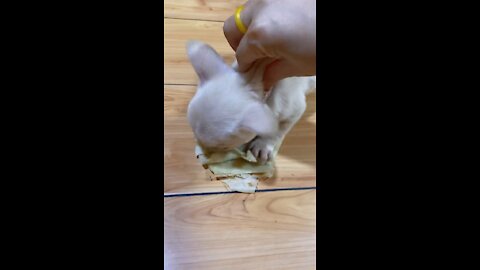 Cute French bulldog eating pancakes