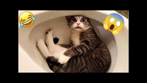 Funny Animals Videos 2022