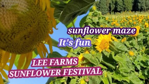 SUNFLOWER FESTIVAL AT LEE FARMS- TUALATIN, OREGON 🇺🇸