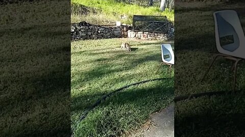 Kangaroo outside our back door