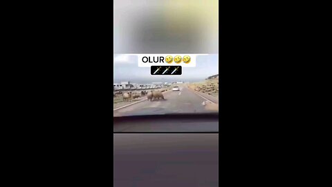 Funny animals--video to relax