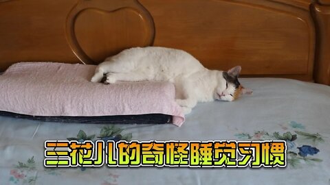 你家的猫也这样睡吗？