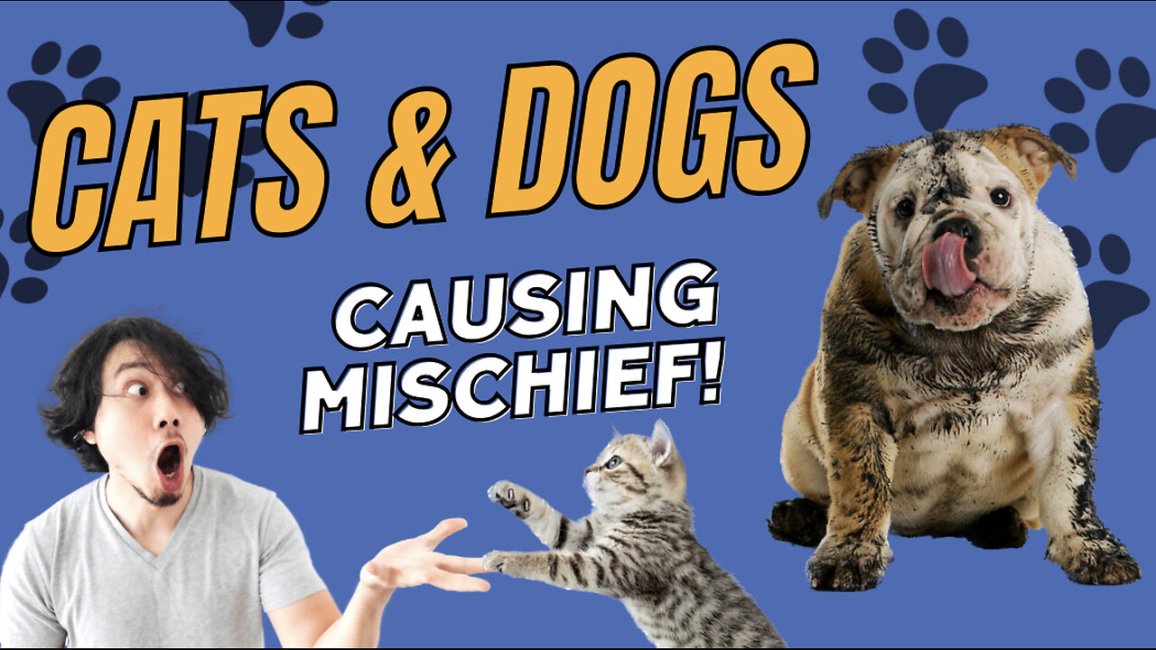 Cute clips of cats and dogs causing mischief