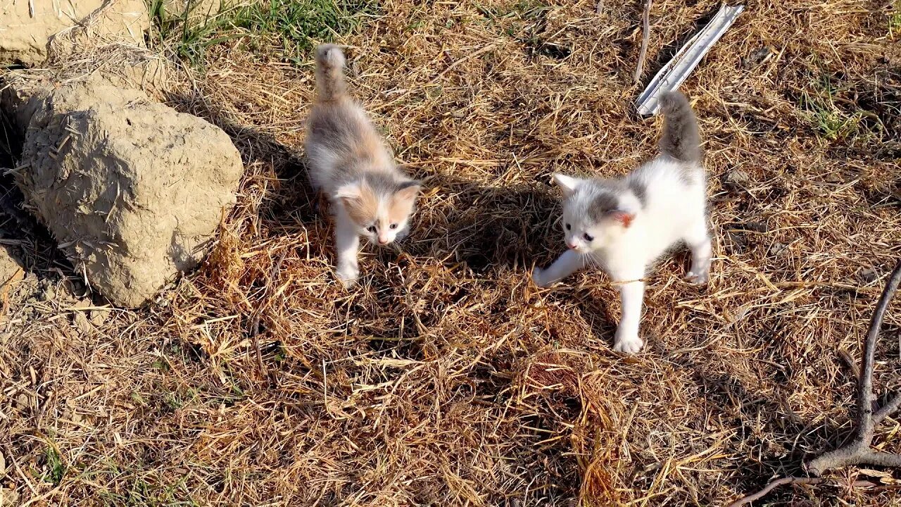 Маленькие щенки нашли 2 котенка брошенных