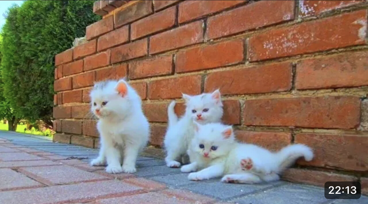 Homeless kittens crying out loud for Mother cat