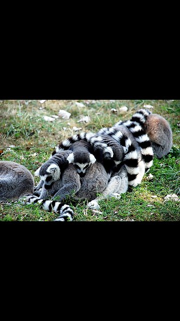 Beautiful Cats😹 & Dogs🐶 Videos of 2023 Compilation! # 53