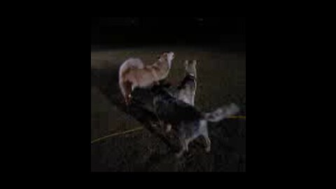 Howling huskies