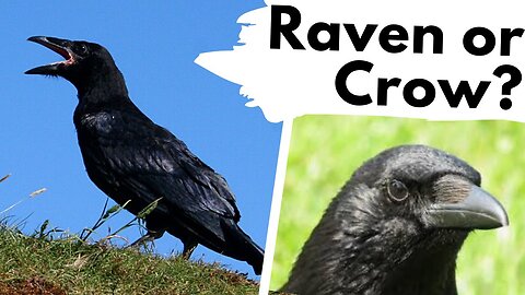 How to ID the CROWS of the UK!