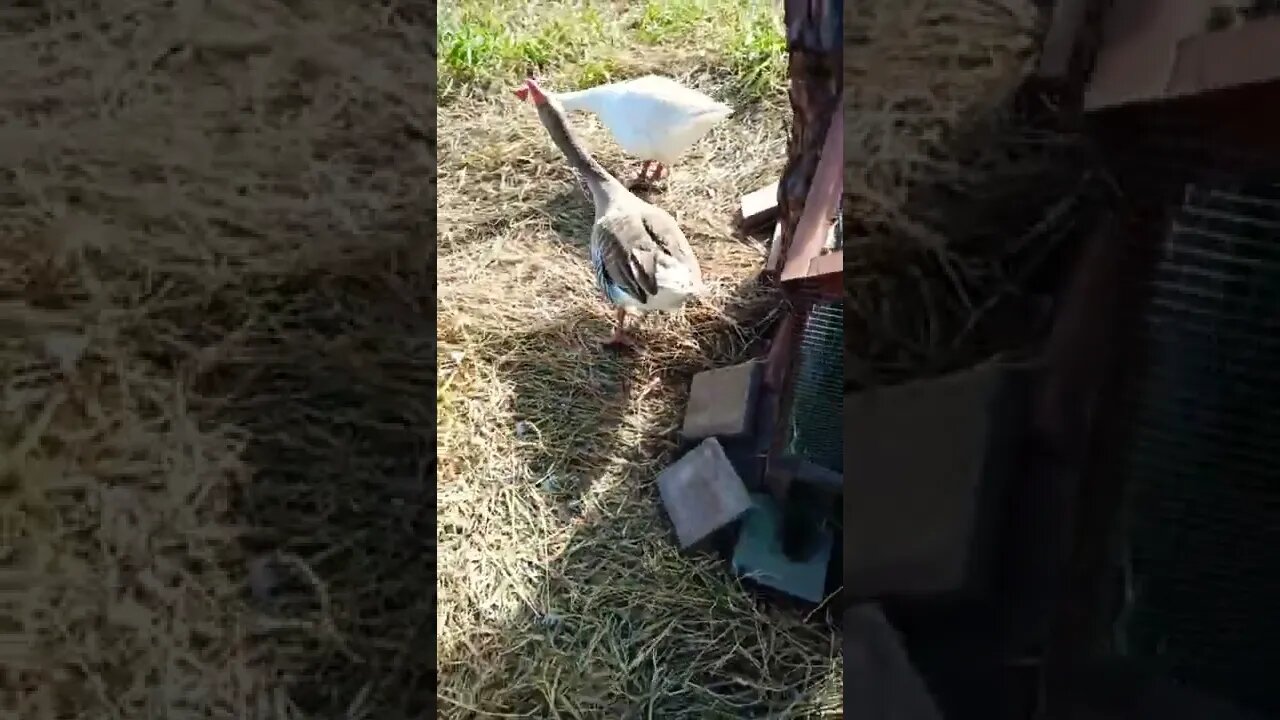 Geese are still protecting the ducklings