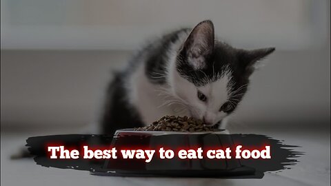 The best way to eat cat food