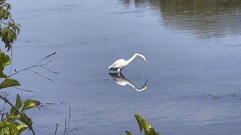 Very unsuccessful White Egret