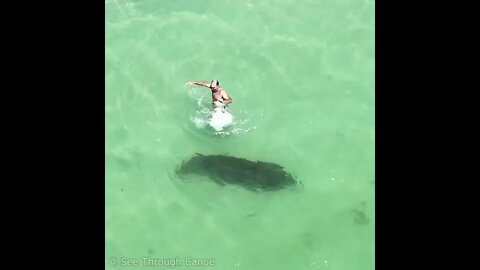 Manatee almost gives man a heart attack