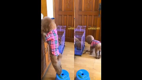 This puppy dog is so intelligent, high level