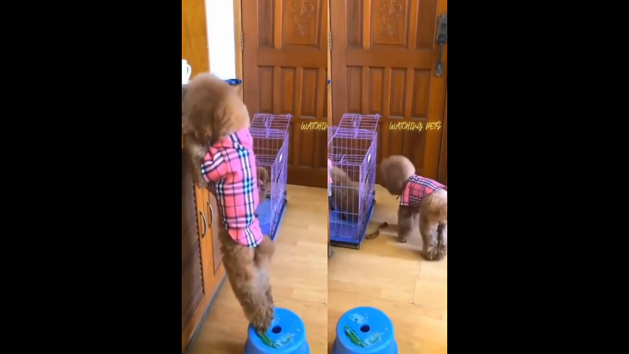 This puppy dog is so intelligent, high level